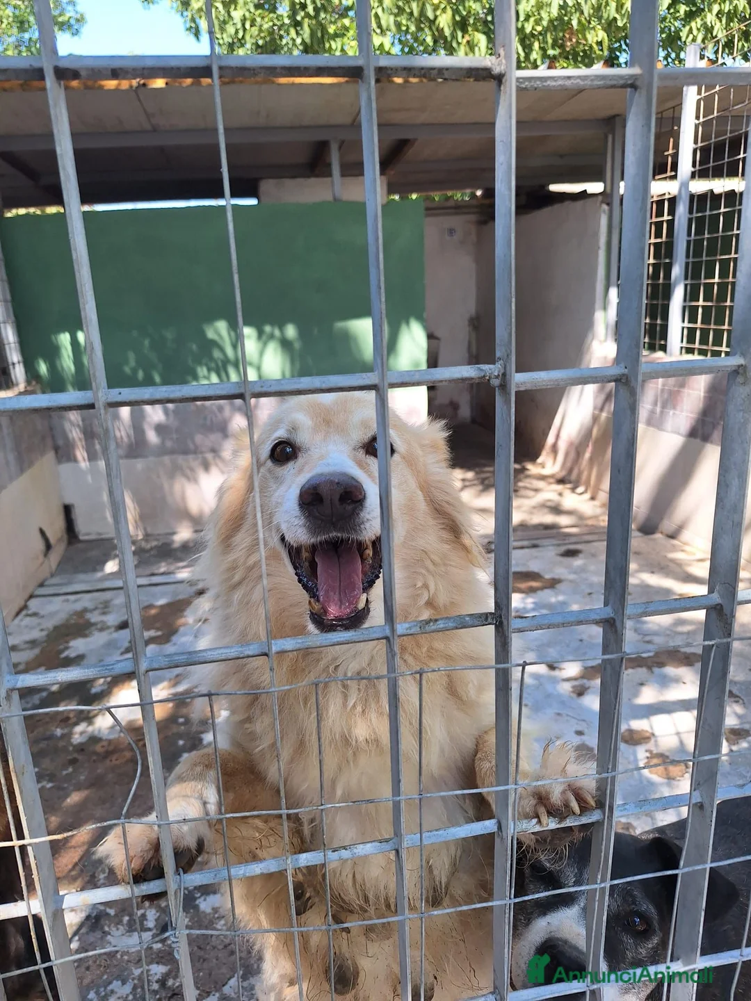 Meticcio cani in regalo: Cremino 13 anni - Annuncio 3