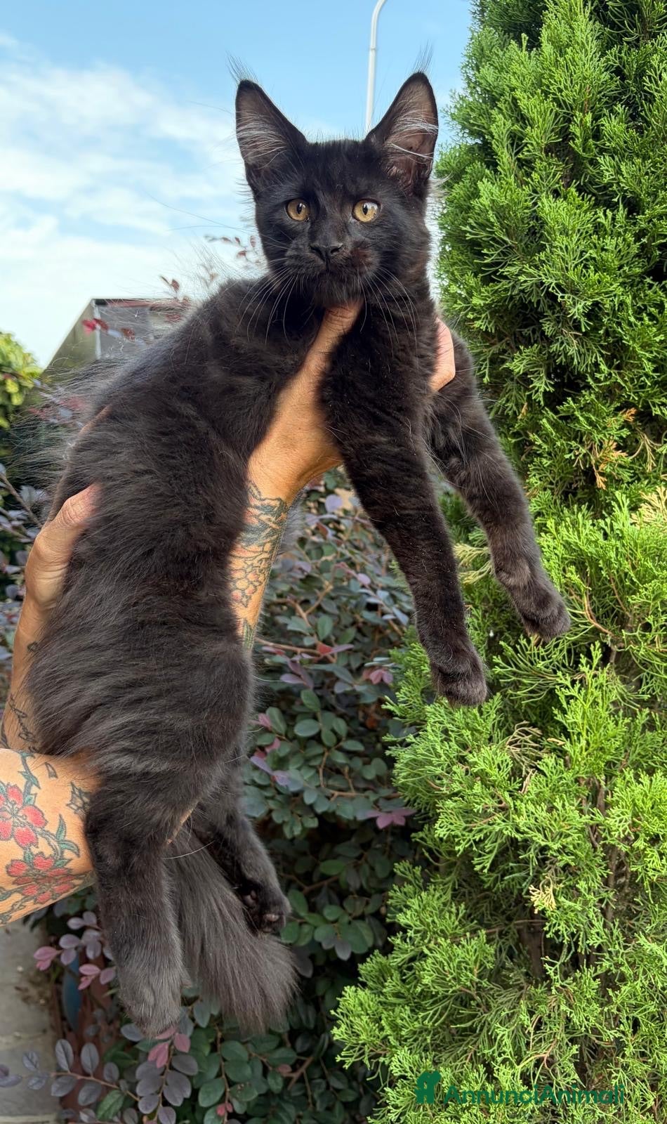 Maine Coon gatti Maine Coon Black - Annuncio 4