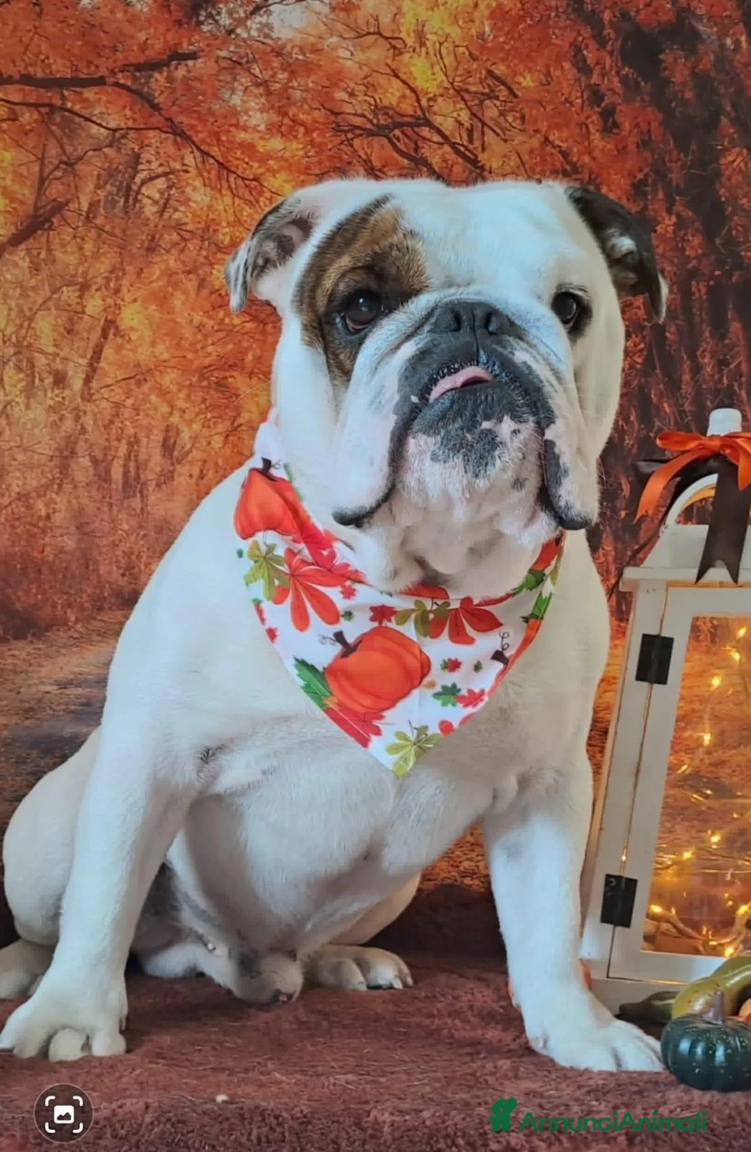 Bulldog cani per accoppiamento: Mi offro come fidanzato per 1 giorno - Annuncio 1