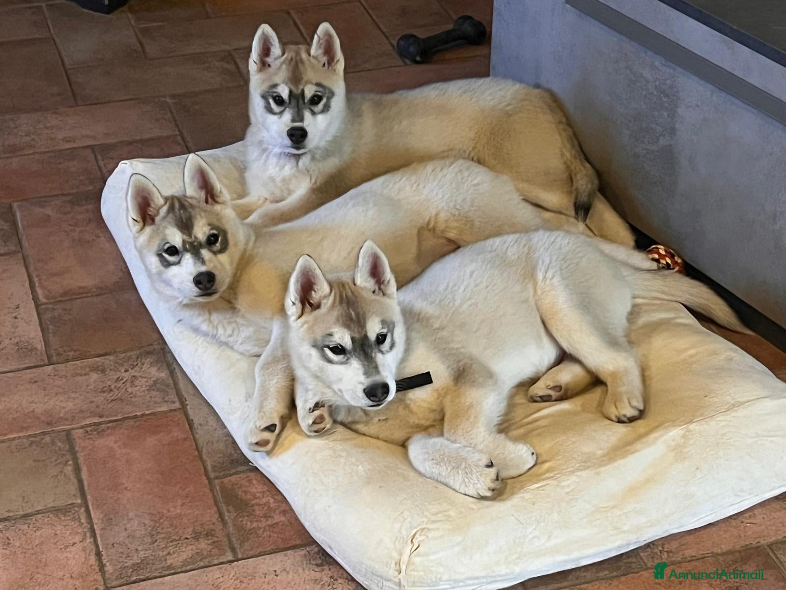 Husky cani Splendidi cuccioli di SIBERIAN HUSKY - Annuncio 10