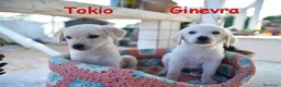 Labrador cani in regalo: Quattro cuccioli incrocio labrador in adozione a Città Metropolitana di Genova - Annuncio 4