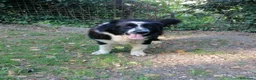 Terranova cani in regalo: Boris, Terranova in Canile  - Annuncio 15