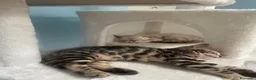 Bengala gatti in vendita: Cucciole Bengala a Provincia autonoma di Bolzano - Alto Adige - Annuncio 6