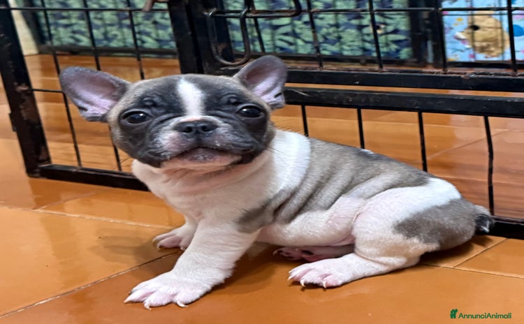 Bulldog Francese cani a Provincia di Varese - Annuncio 14