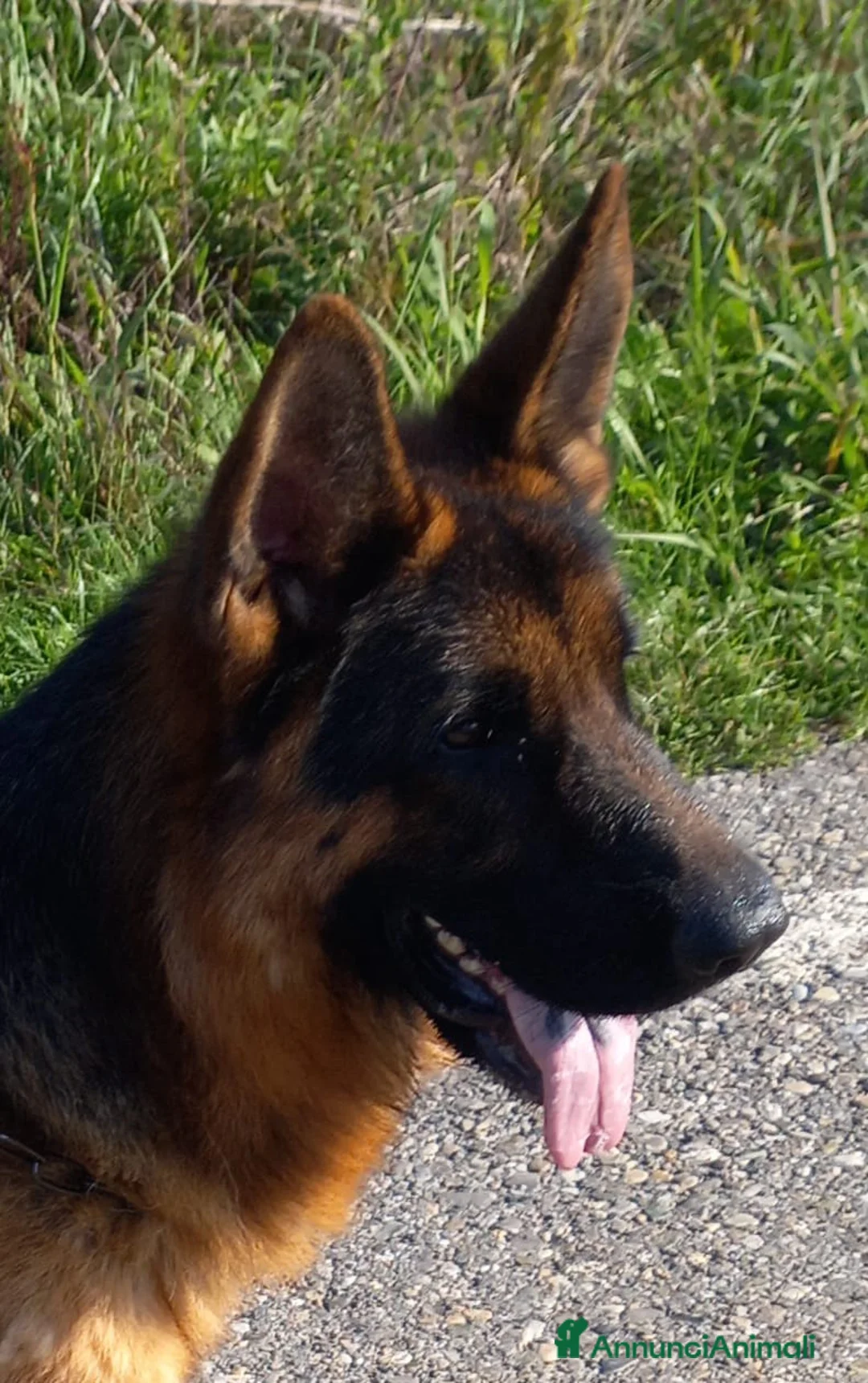 Immagine della galleria {{count}}