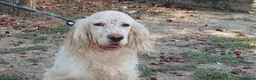 Setter Inglese cani in regalo: GORAN DOLCISSIMO SETTER INGLESE IN CERCA D'AMORE - Annuncio 2