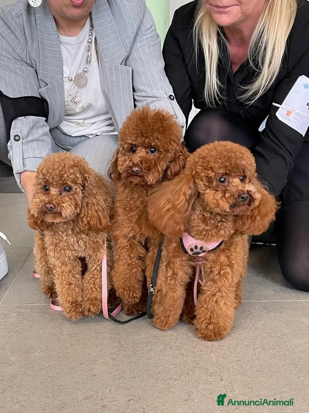 Immagine della galleria {{count}}