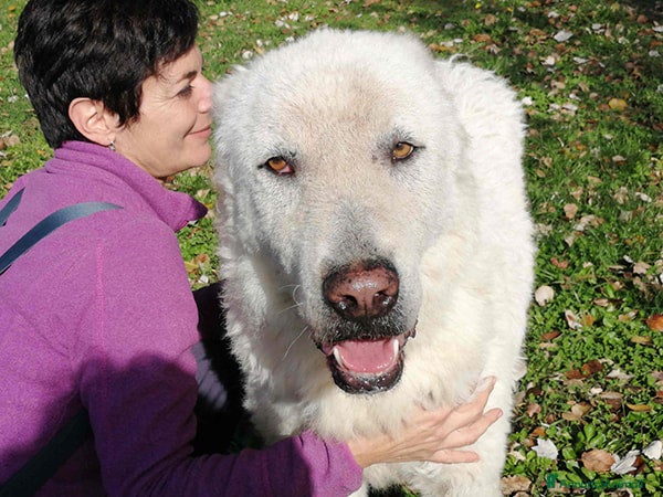 Meticcio cani TIBERIO PRIMA CHE SIA TROPPO TARDI, IN ADOZIONE - Annuncio 22