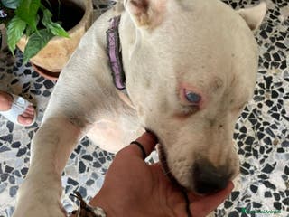 Pitbull cani Pitbull femmina 4/5anni ha xso 1occhietto.CREMONA - Annuncio 7