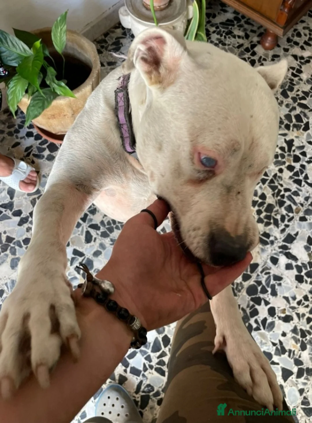 Pitbull cani in regalo: Pitbull femmina 4/5anni ha xso 1occhietto.CREMONA - Annuncio 1