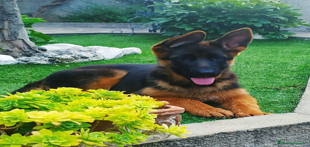 Immagine della galleria {{count}}