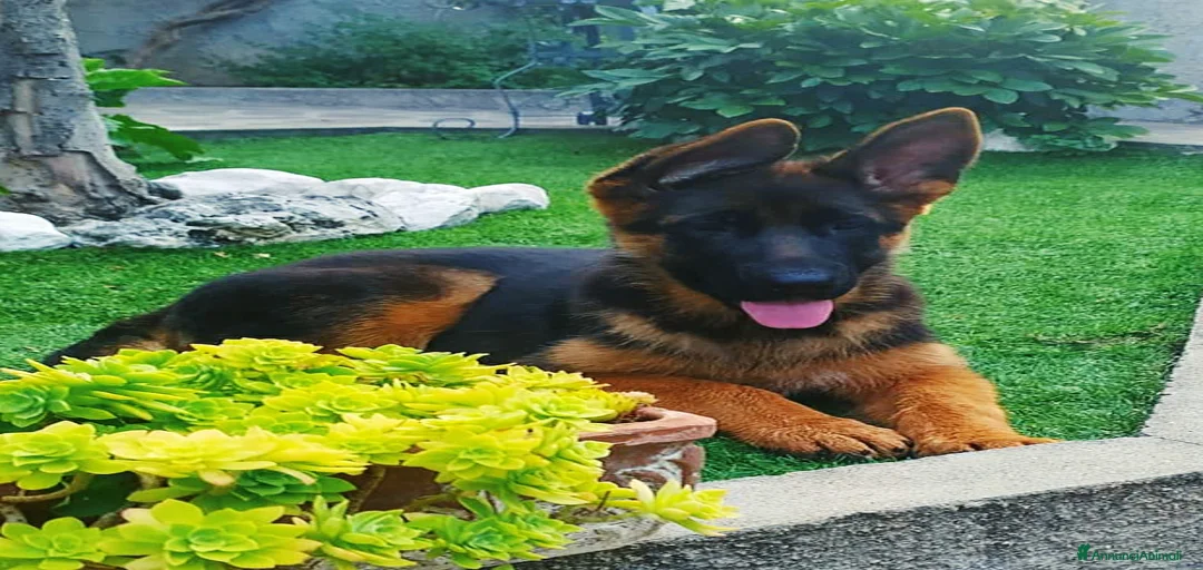 Immagine della galleria {{count}}