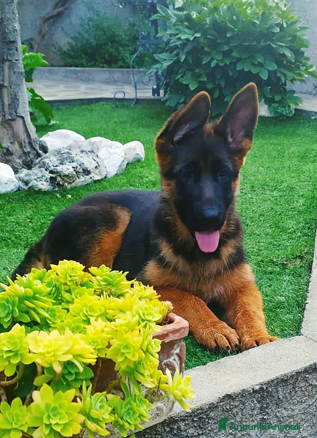 Immagine della galleria {{count}}