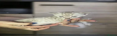 Bengala Gattino 3