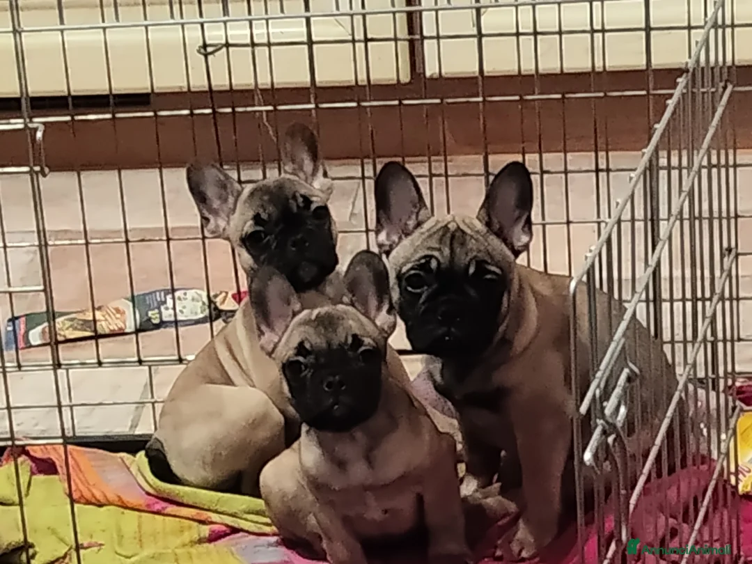 Bulldog Francese cani in vendita: Ultima cucciola di Bulldog francese cream - Annuncio 2