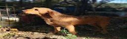 Segugio cani in regalo: DICK segugio senza più una casa a Città Metropolitana di Torino - Annuncio 7