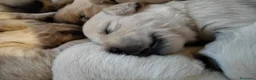Golden Retriever cani in vendita: Splendidi cuccioli di golden retriever - Annuncio 2