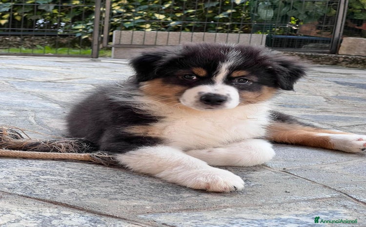 Australian Shepherd cani a Città metropolitana di Milano - Annuncio 12