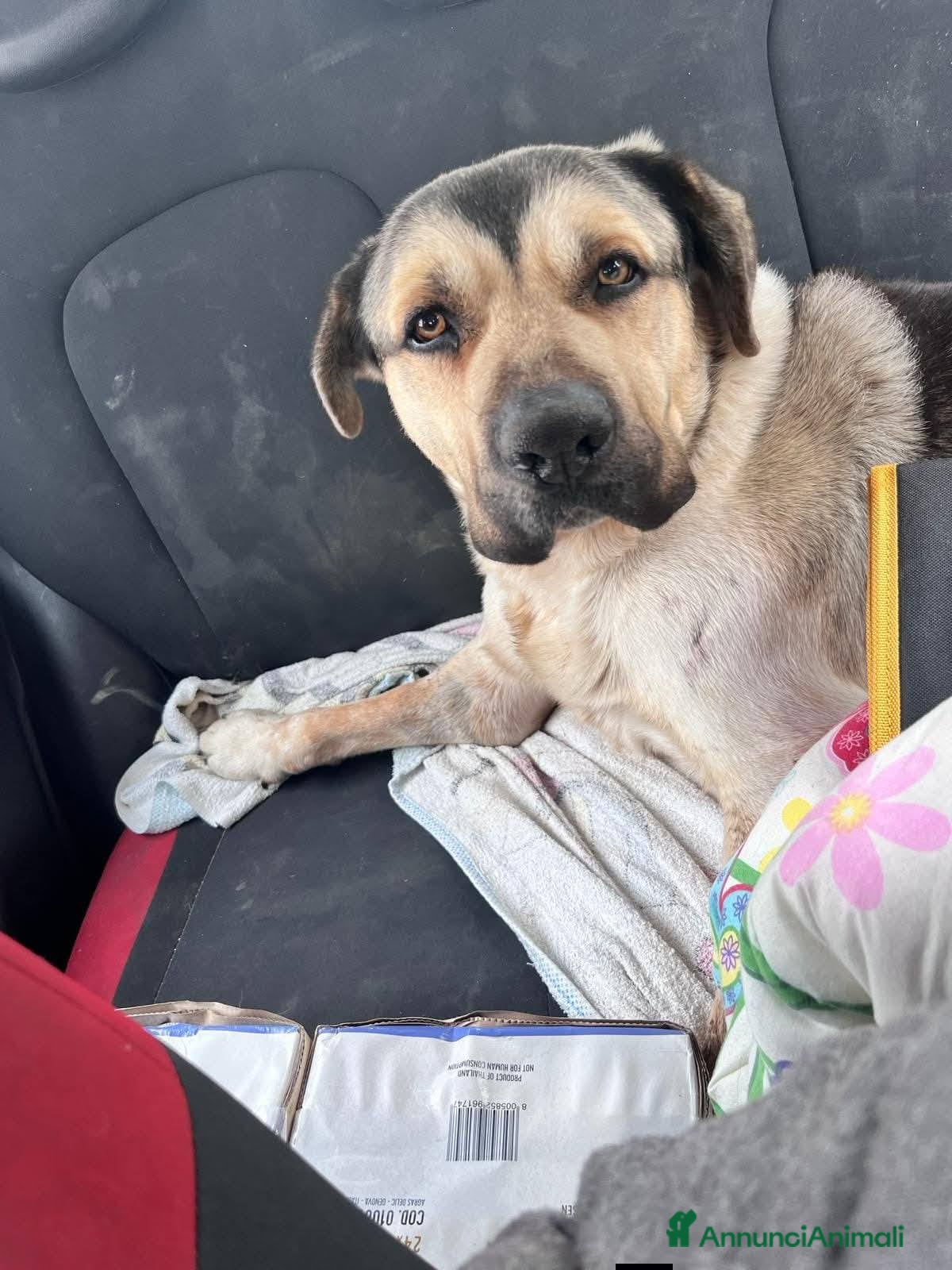 Meticcio cani Pablo, cagnolone dolce, in cerca d amore - Annuncio 2