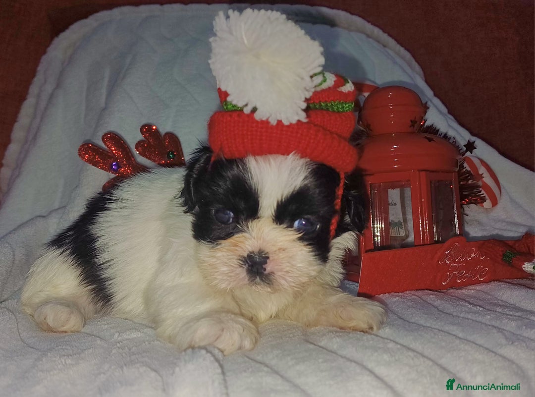 Shih Tzu cani in vendita: Cuccioli shitzu  - Annuncio 3