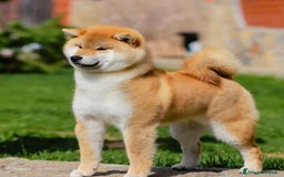 Shiba Inu cani in vendita: Shiba inu cuccioli  a Province of Pavia - Immagine 24