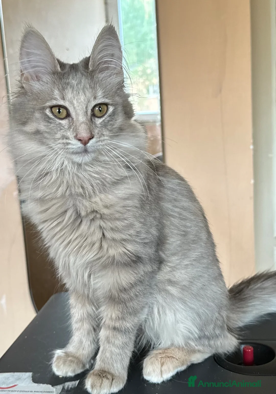 Angora turco gatti in vendita: Gattina di razza Angora Turco - Bibita - Annuncio 1