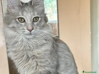 Angora turco gatti Gattina di razza Angora Turco - Bibita - Annuncio 4