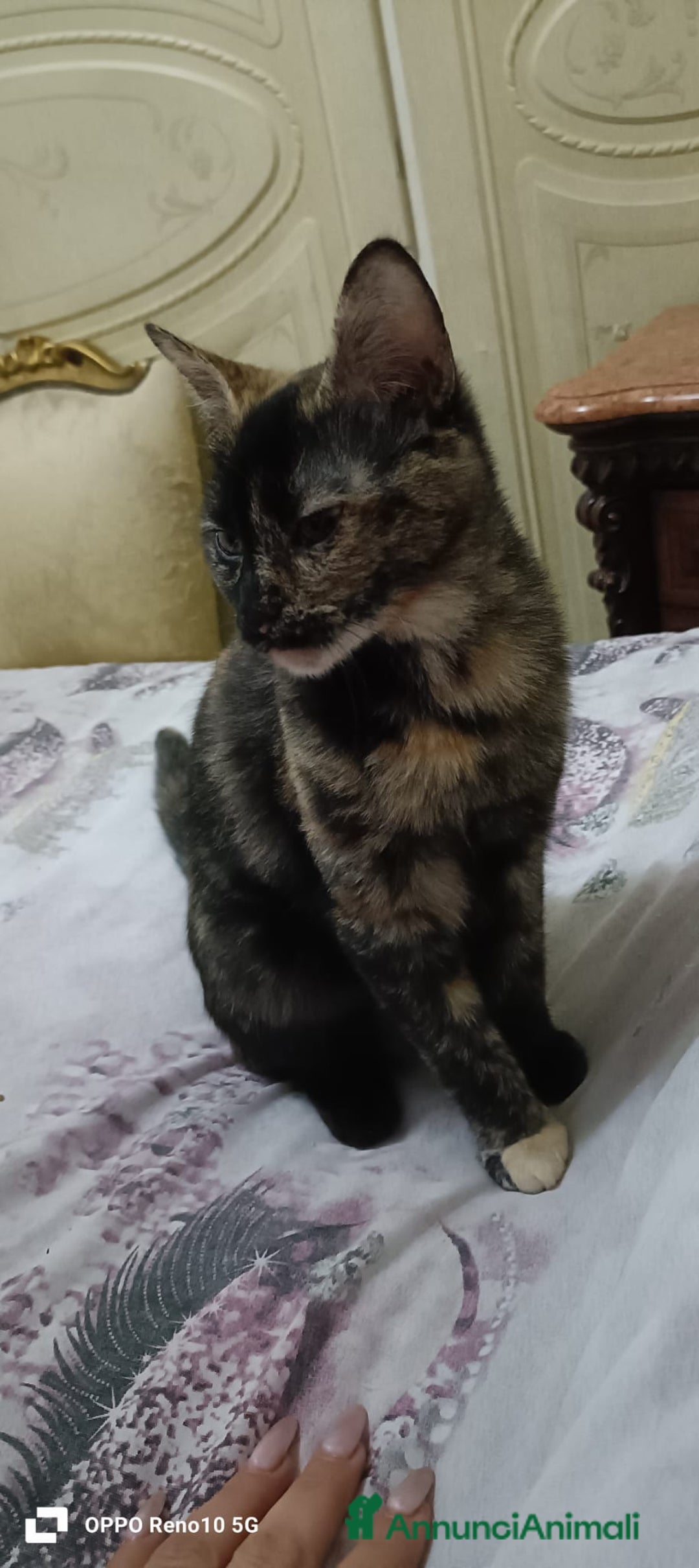 Altre razze gatti in regalo: GATTINA - Annuncio 5