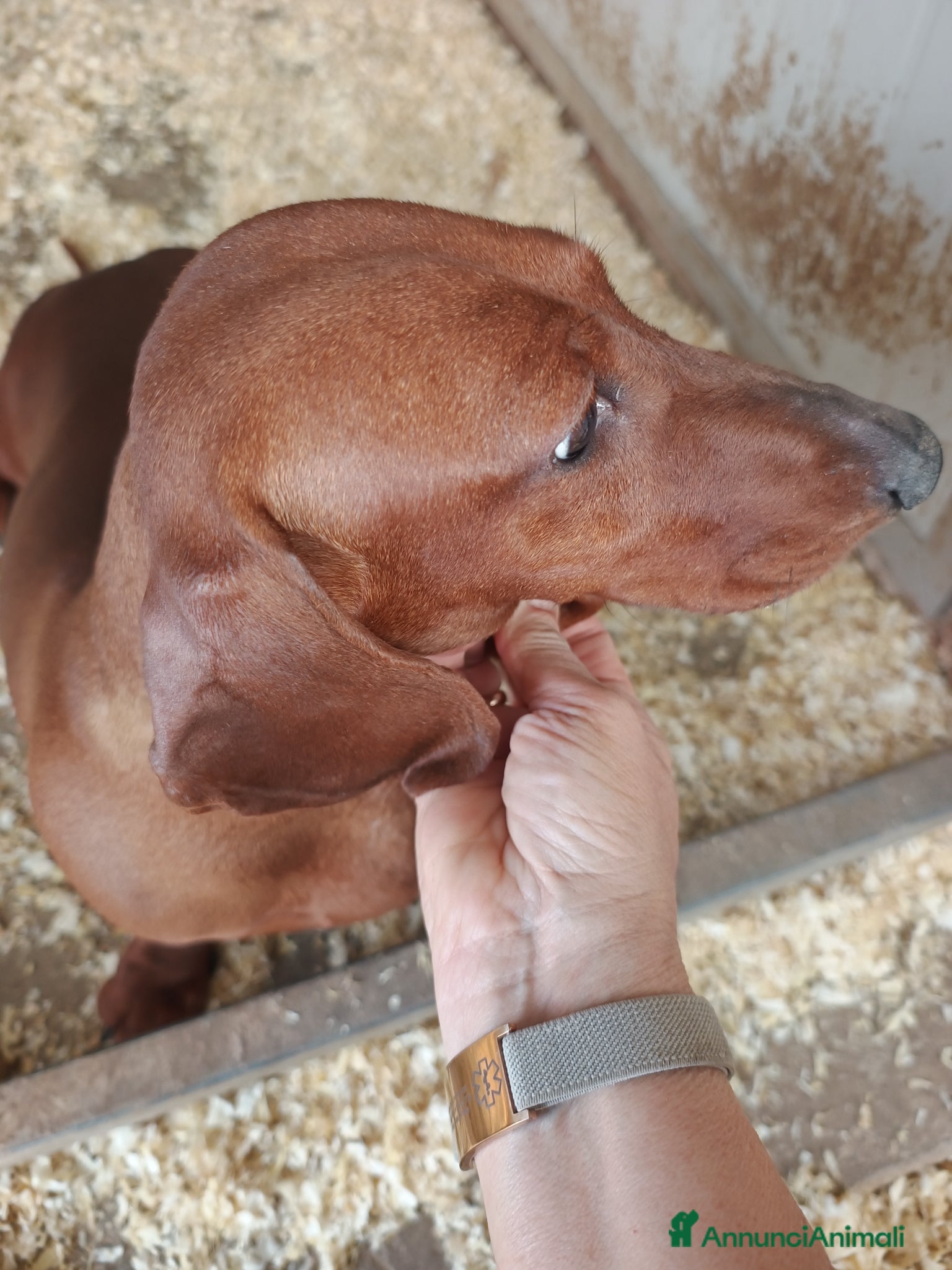 Bassotto cani BASSOTTO TEDESCO PELO CORTO FULVO - Annuncio 1