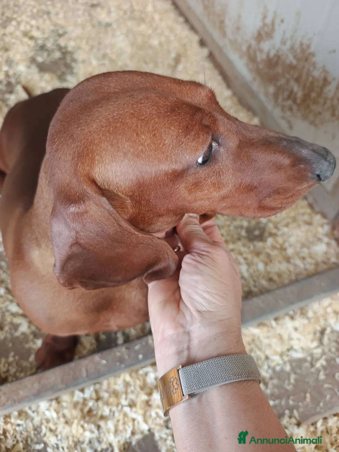 Bassotto cani in vendita: BASSOTTO TEDESCO PELO CORTO FULVO - Annuncio 1