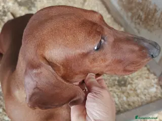 Bassotto cani in vendita: BASSOTTO TEDESCO PELO CORTO FULVO - Annuncio 2