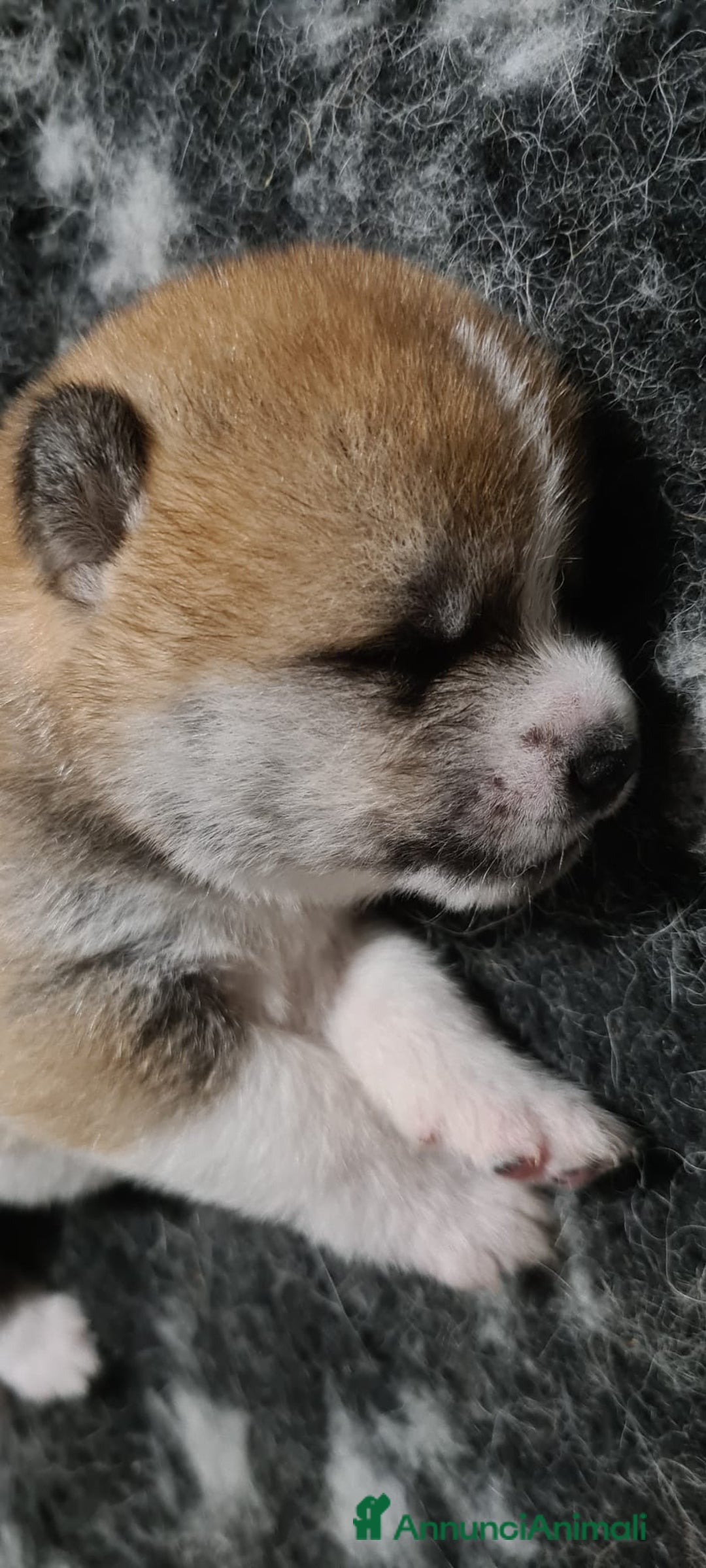 Akita Inu cani in vendita: Cuccioli di Akita LOMBARDIA  - Annuncio 5