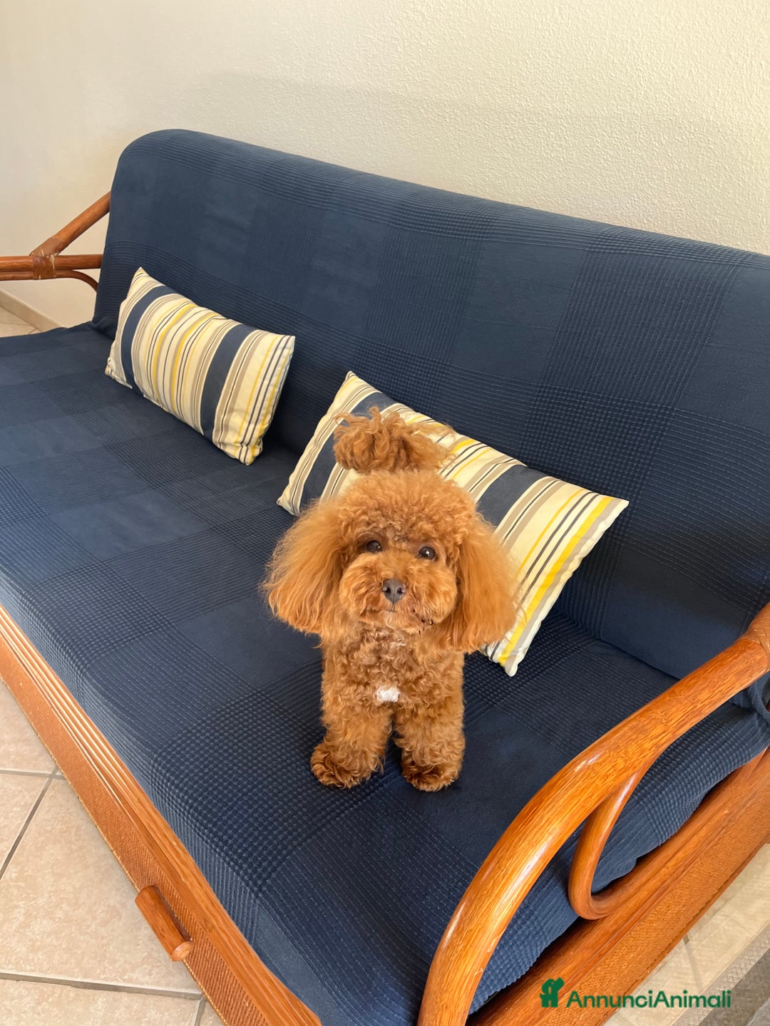 Barboncino Toy cani per accoppiamento: Barboncino Toy per accoppiamento  - Annuncio 10