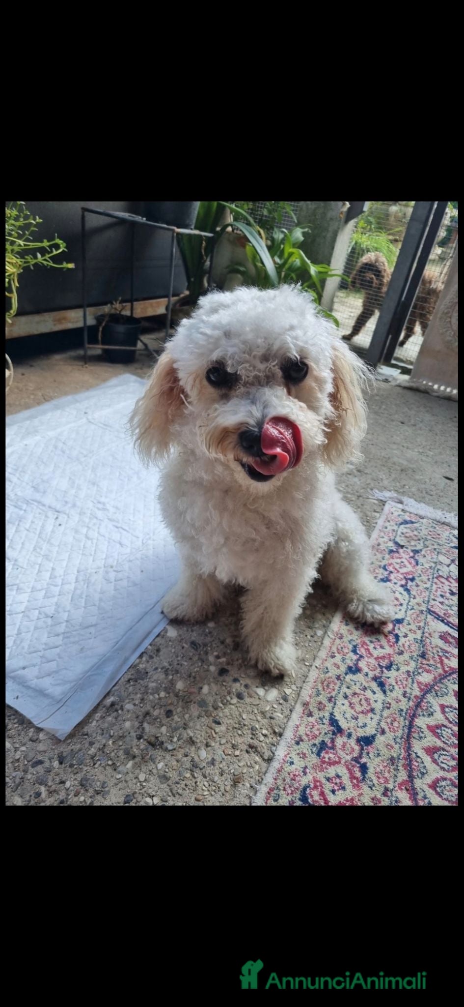 Meticcio cani Barboncino silver  - Annuncio 1