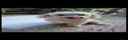 Meticcio cani in vendita: Barboncino silver  - Annuncio 1