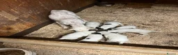 Setter Inglese cani in vendita: Setter inglesi bianco fegato - Annuncio 5