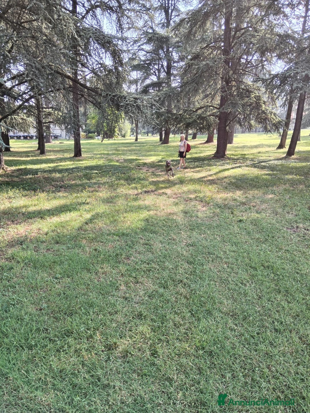 Weimaraner cani per accoppiamento: Weimaraner per accoppiamento  - Annuncio 5