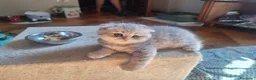 Scottish gatti in vendita: 3 splendidi scottish  - Annuncio 15