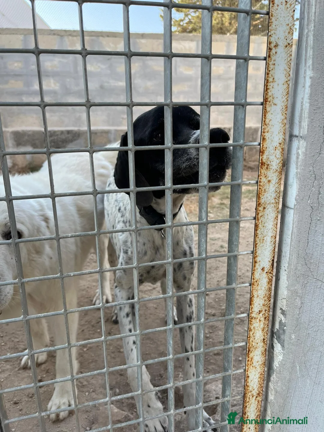 Pointer cani in regalo: DJANGO tenerissimo cane in adozione! - Annuncio 2