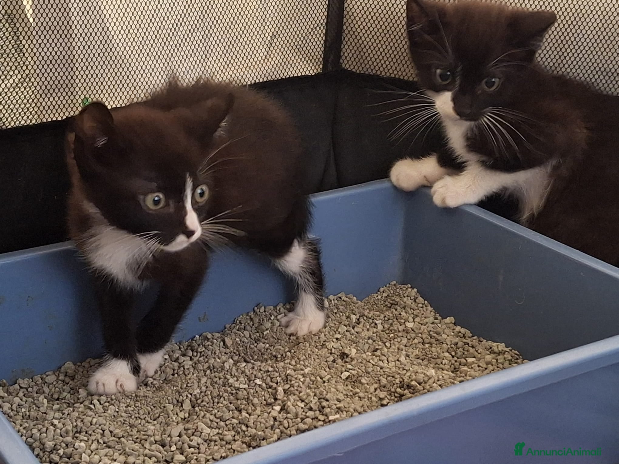 Meticcio gatti Margot e Lupin, 2 mesi, mici cercano casa  - Annuncio 1