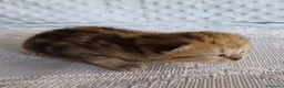 Scottish gatti in vendita: Cuccioli Scottish Fold e Straight a Provincia di Reggio Emilia - Annuncio 9