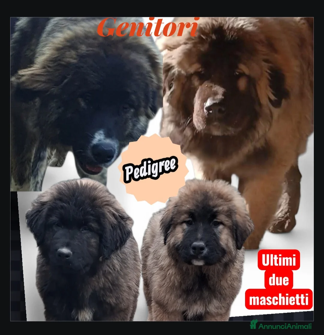 Pastore del Caucaso cani in vendita: Pastore del caucaso .cuccioli - Annuncio 5