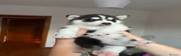 Husky cani in vendita: Siberian Husky  - Annuncio 5