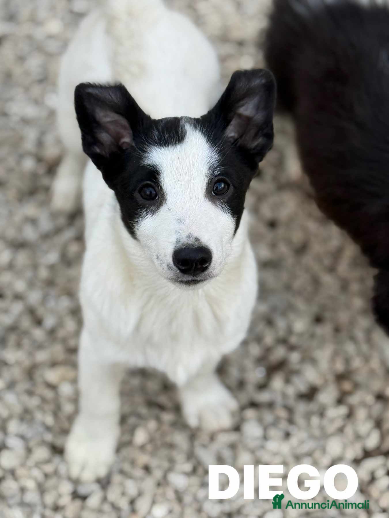 Border Collie cani DIEGO, mix Border Collie in miniatura! Zampacorta - Annuncio 1