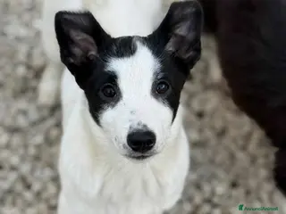 Border Collie cani DIEGO, mix Border Collie in miniatura! Zampacorta - Annuncio 1