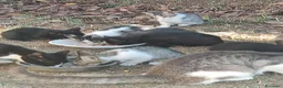 Meticcio gatti in regalo: Meravigliosi gattini  a Città metropolitana di Roma Capitale - Annuncio 5