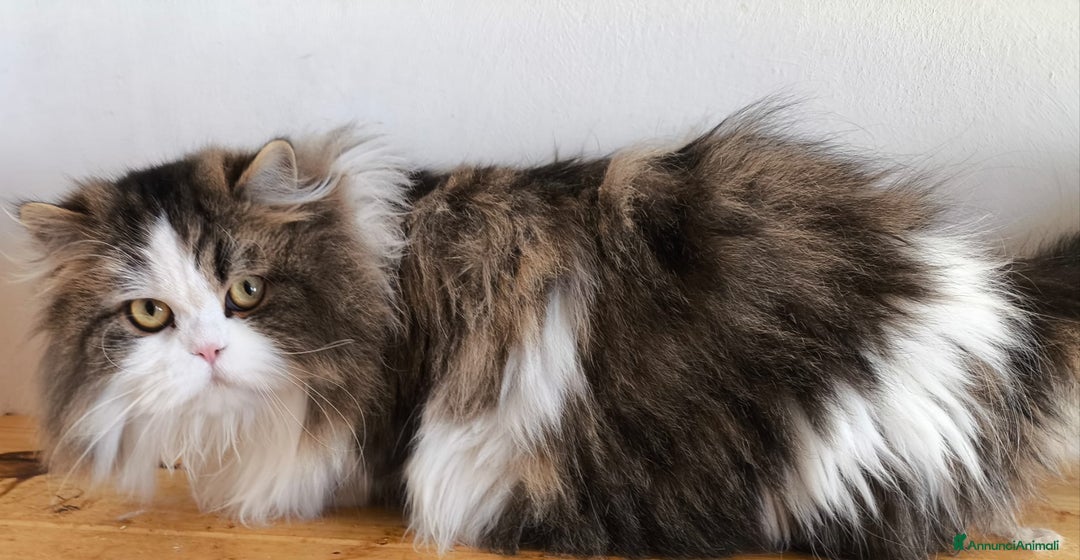 Scottish gatti in vendita: Scottish in rehoming - Annuncio 4