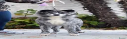 Akita Inu cani in vendita: Cuccioli di Akita Inu tigrate  - Annuncio 3