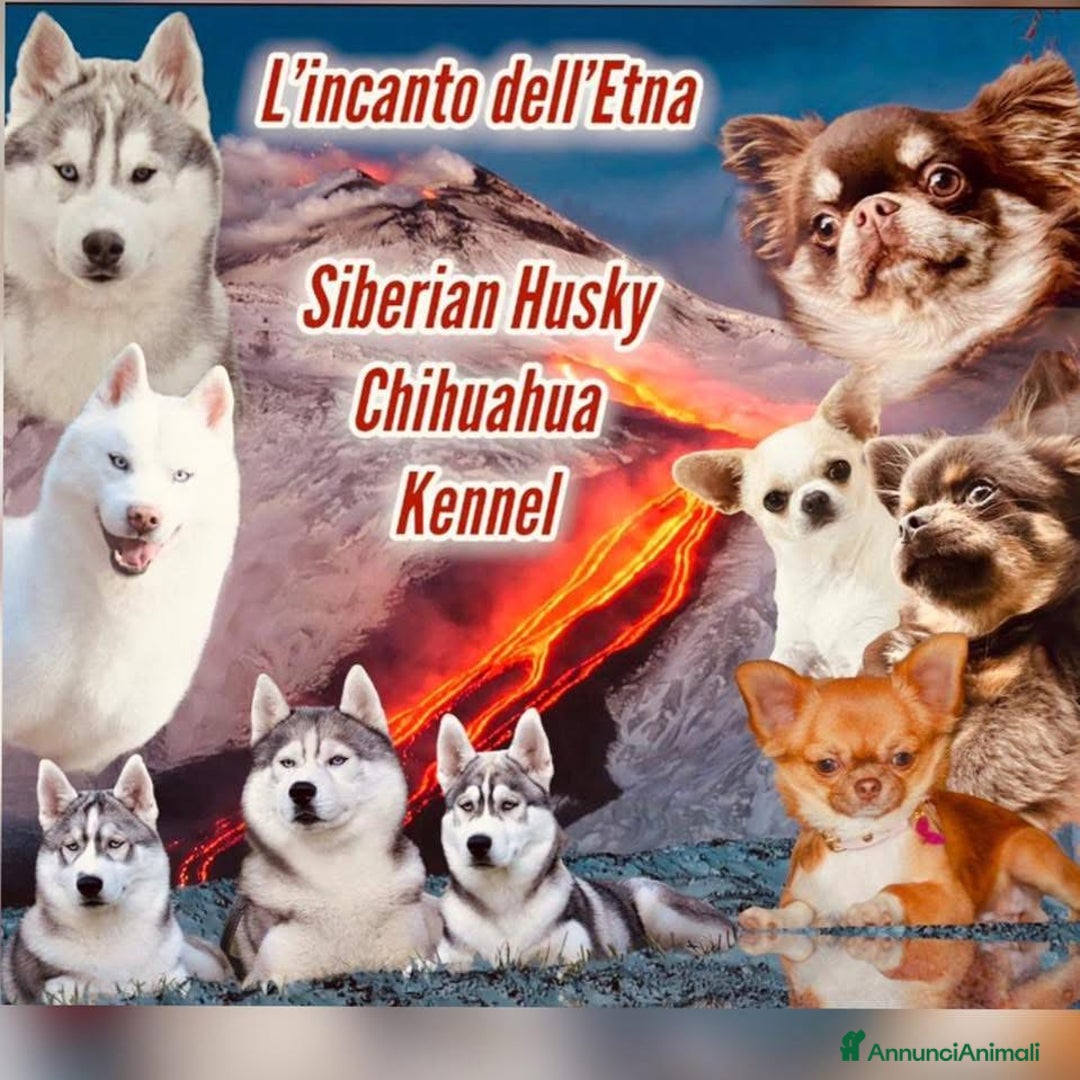 Immagine della galleria {{count}}