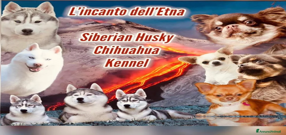 Immagine della galleria {{count}}